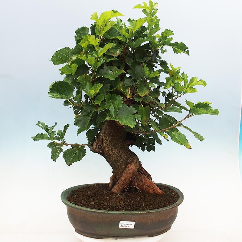 Vonkajšie bonsai -Morus albumy - moruše
