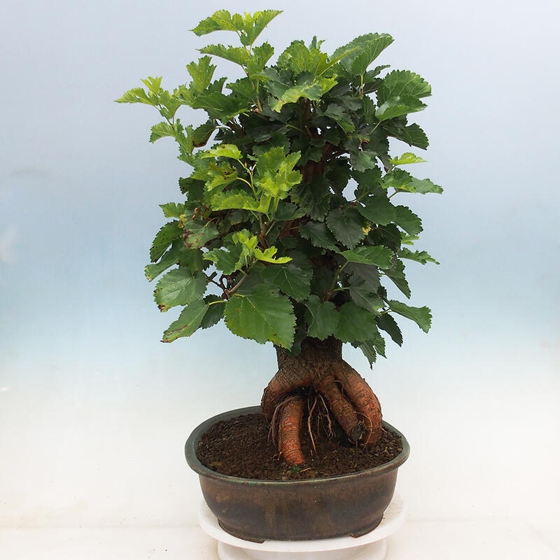 Vonkajšie bonsai -Morus albumy - moruše