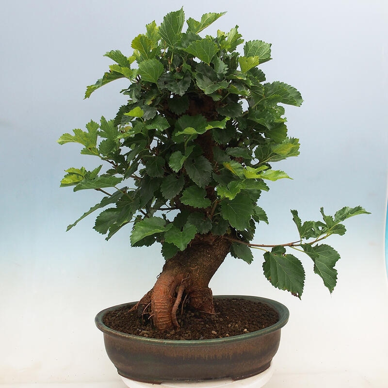 Vonkajšie bonsai -Morus albumy - moruše