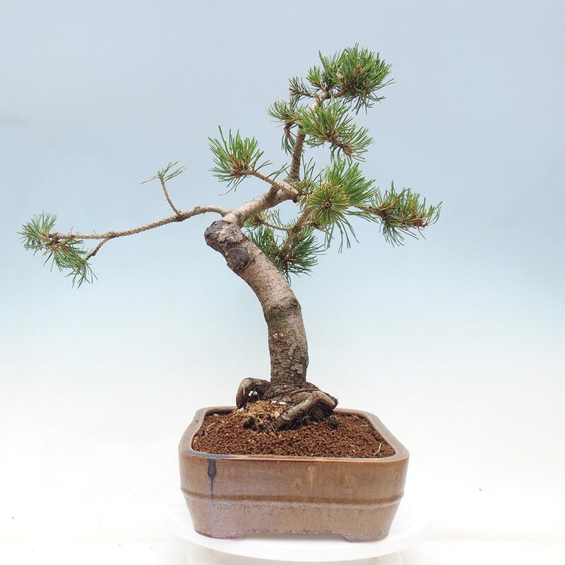 Vonkajší bonsai - Pinus mugo - Borovica kľač