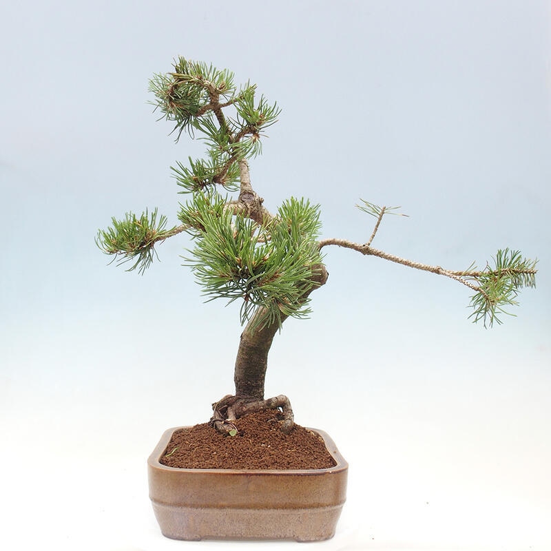 Vonkajší bonsai - Pinus mugo - Borovica kľač