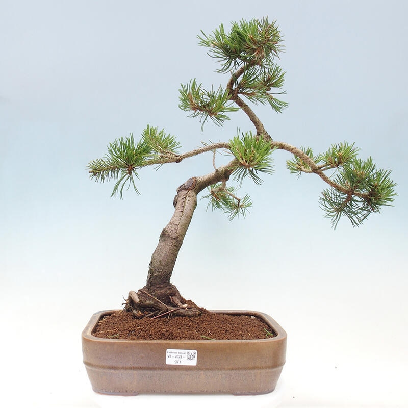 Vonkajší bonsai - Pinus mugo - Borovica kľač