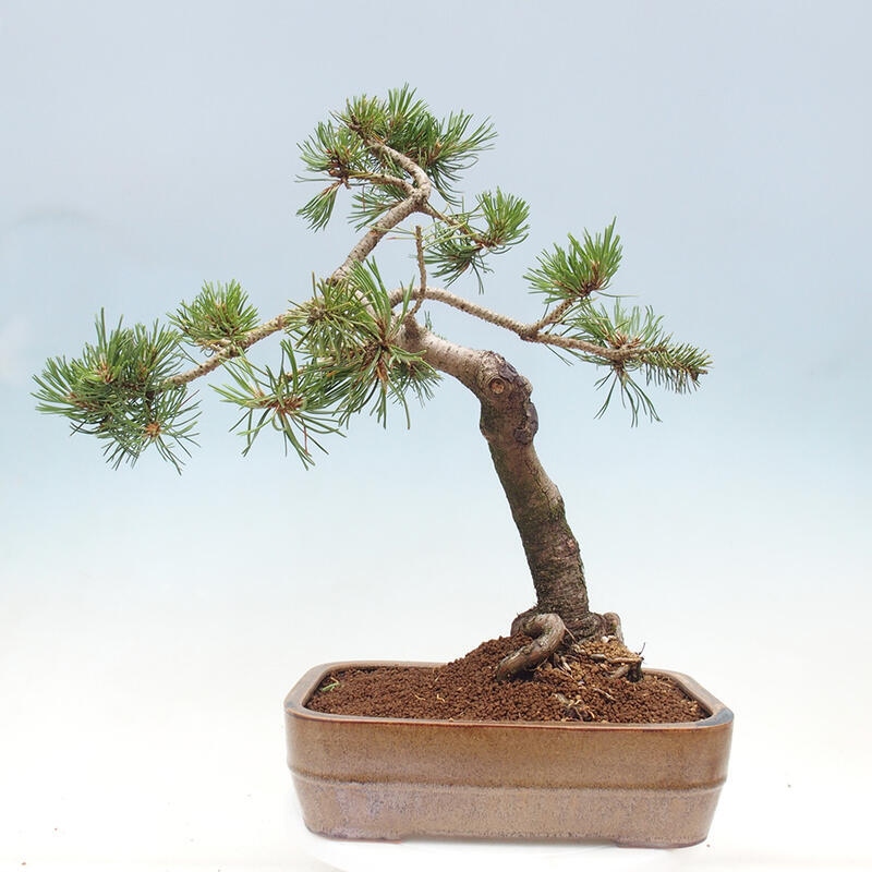 Vonkajší bonsai - Pinus mugo - Borovica kľač
