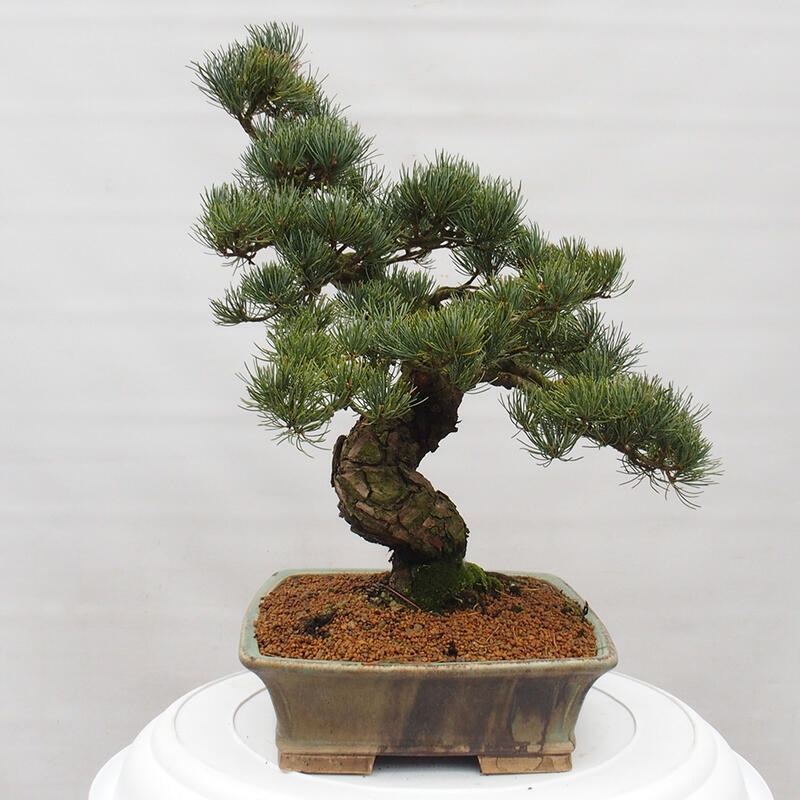Vonkajšie bonsai - Pinus parviflora - Borovica drobnokvetá