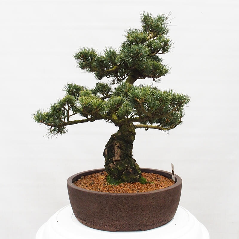 Vonkajšie bonsai - Pinus parviflora - Borovica drobnokvetá