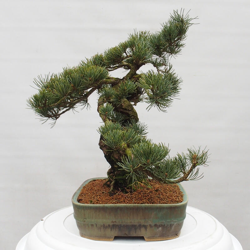 Vonkajšie bonsai - Pinus parviflora - Borovica drobnokvetá