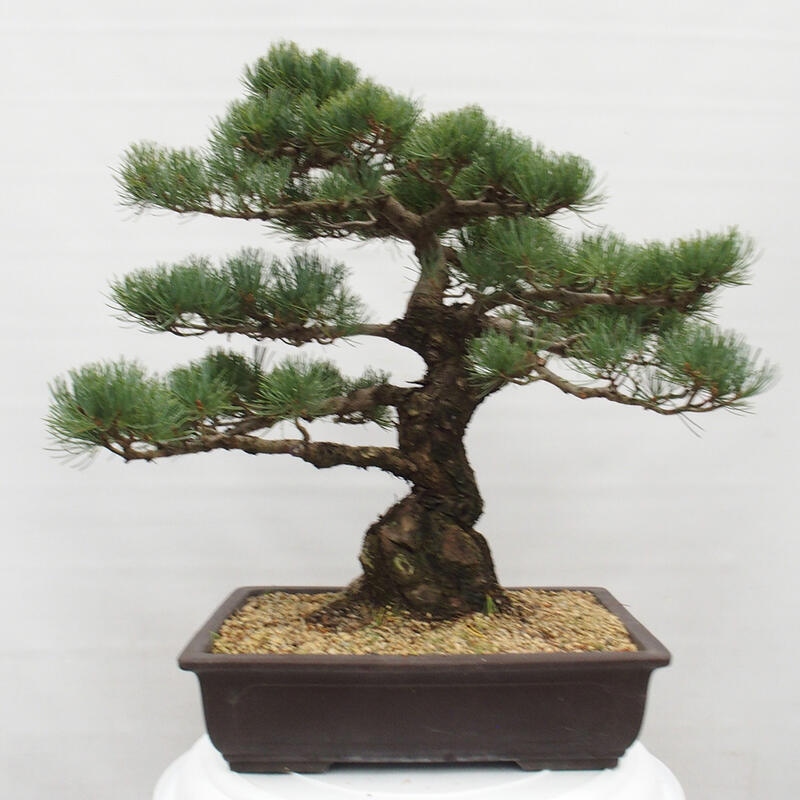 Vonkajšie bonsai - Pinus parviflora - Borovica drobnokvetá