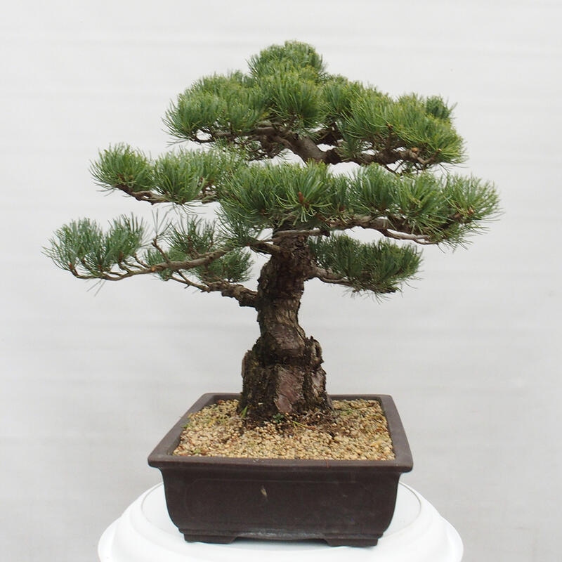 Vonkajšie bonsai - Pinus parviflora - Borovica drobnokvetá
