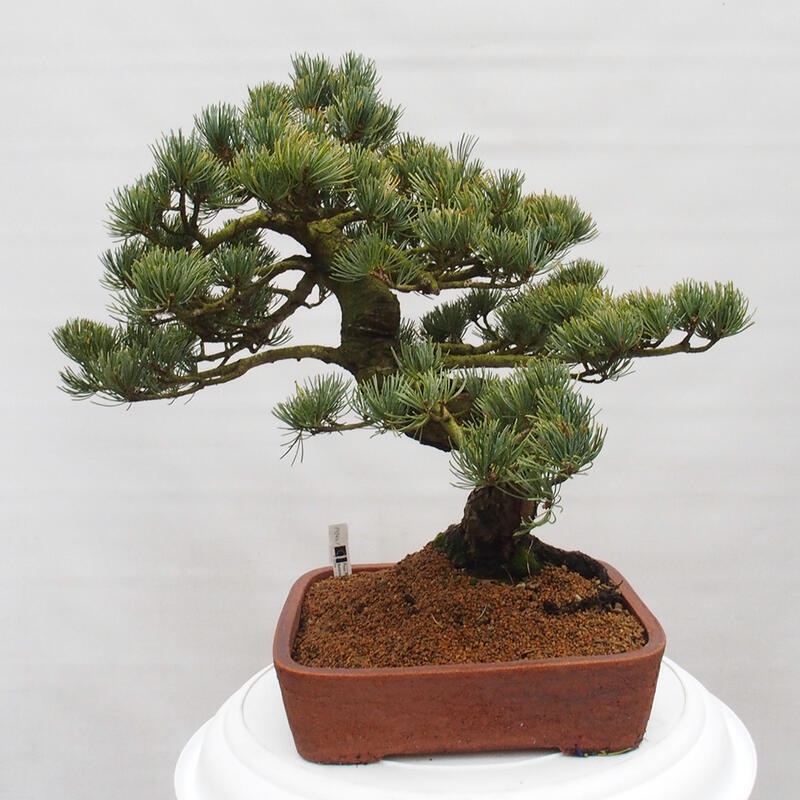Vonkajšie bonsai - Pinus parviflora - Borovica drobnokvetá