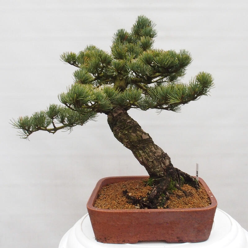 Vonkajšie bonsai - Pinus parviflora - Borovica drobnokvetá