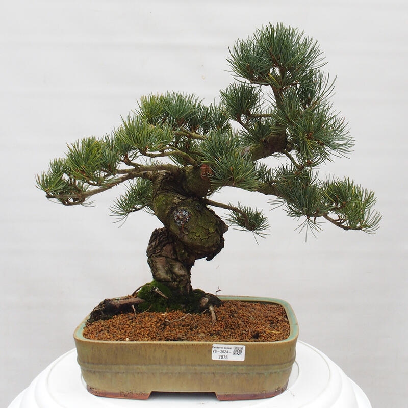 Vonkajšie bonsai - Pinus parviflora - Borovica drobnokvetá