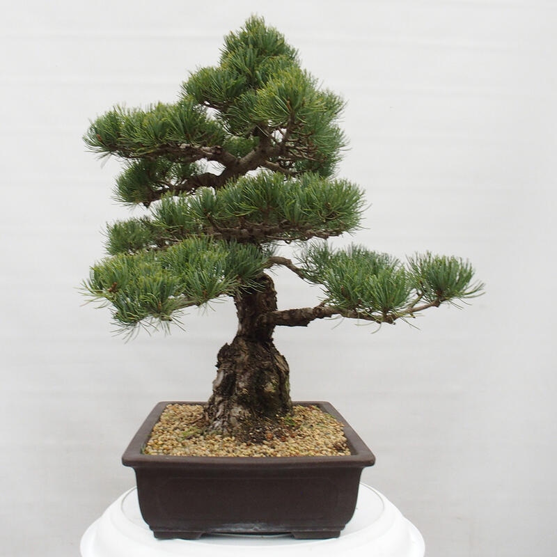 Vonkajšie bonsai - Pinus parviflora - Borovica drobnokvetá