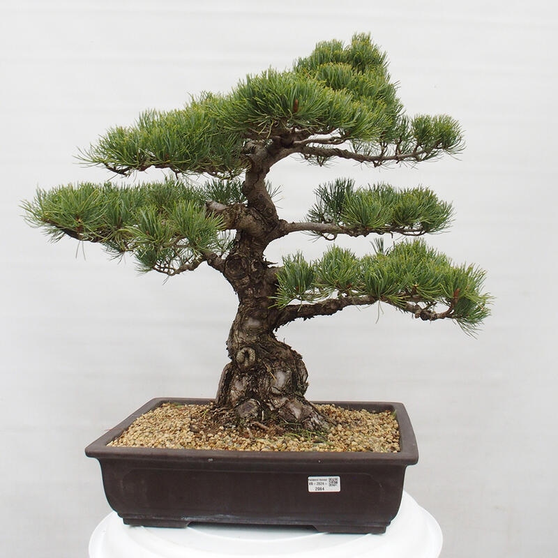 Vonkajšie bonsai - Pinus parviflora - Borovica drobnokvetá