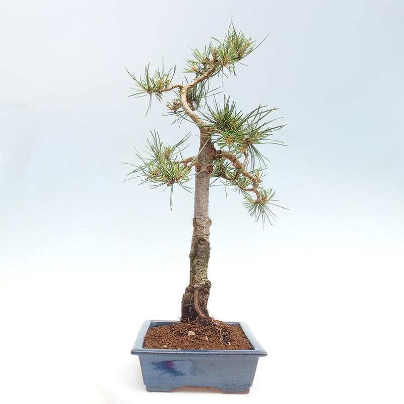Vonkajšie bonsai - Pinus Sylvestris - Borovica lesná
