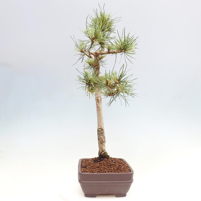 Vonkajšie bonsai - Pinus Sylvestris - Borovica lesná