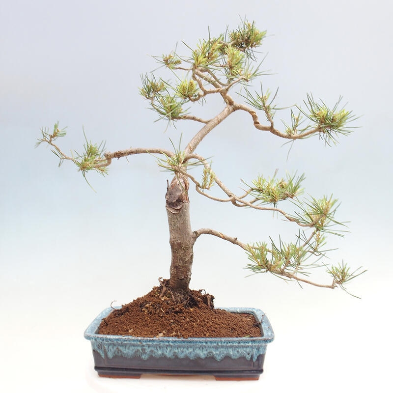Vonkajšie bonsai - Pinus Sylvestris - Borovica lesná