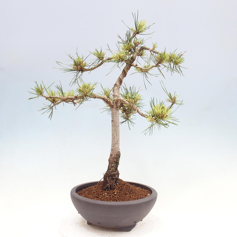 Vonkajšie bonsai - Pinus Sylvestris - Borovica lesná