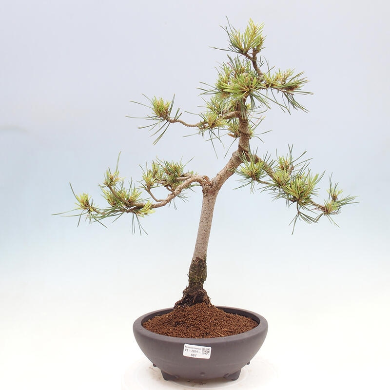 Vonkajšie bonsai - Pinus Sylvestris - Borovica lesná
