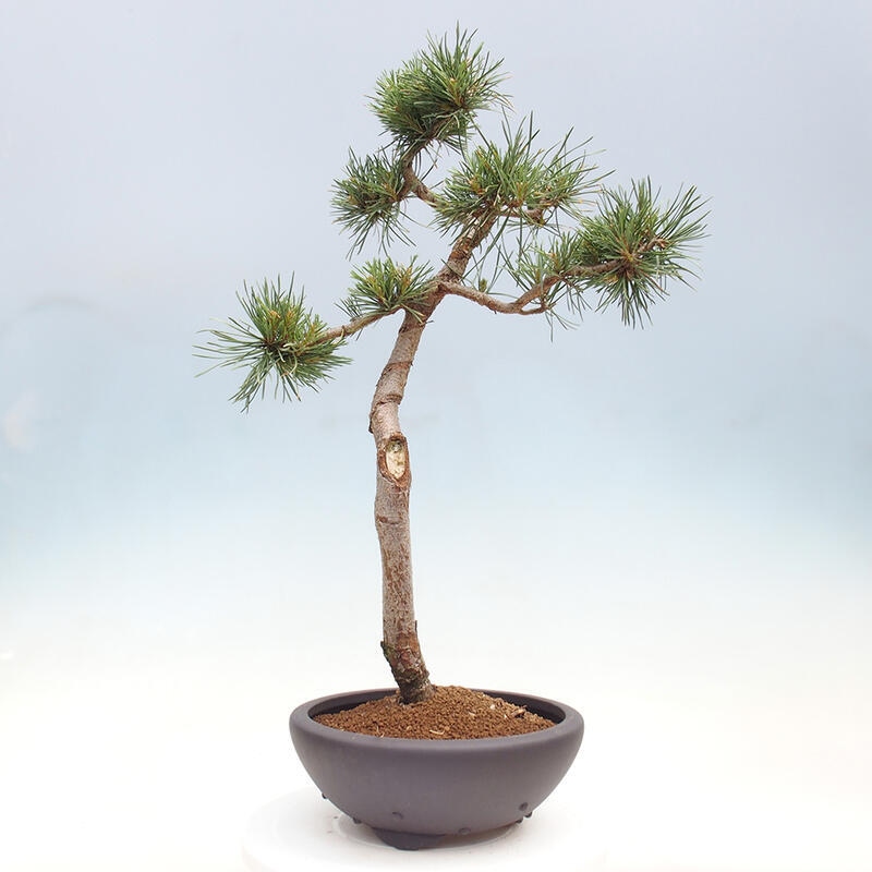 Vonkajšie bonsai - Pinus Sylvestris - Borovica lesná