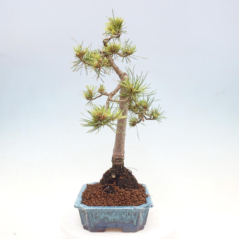 Vonkajšie bonsai - Pinus Sylvestris - Borovica lesná