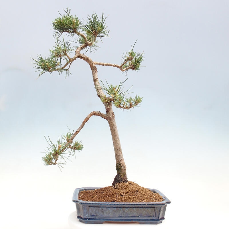 Vonkajšie bonsai - Pinus Sylvestris - Borovica lesná