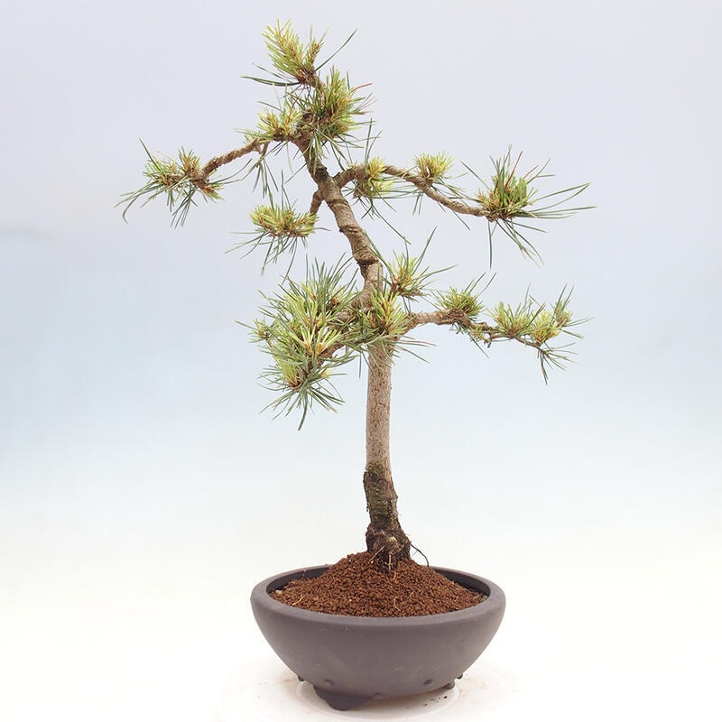 Vonkajšie bonsai - Pinus Sylvestris - Borovica lesná
