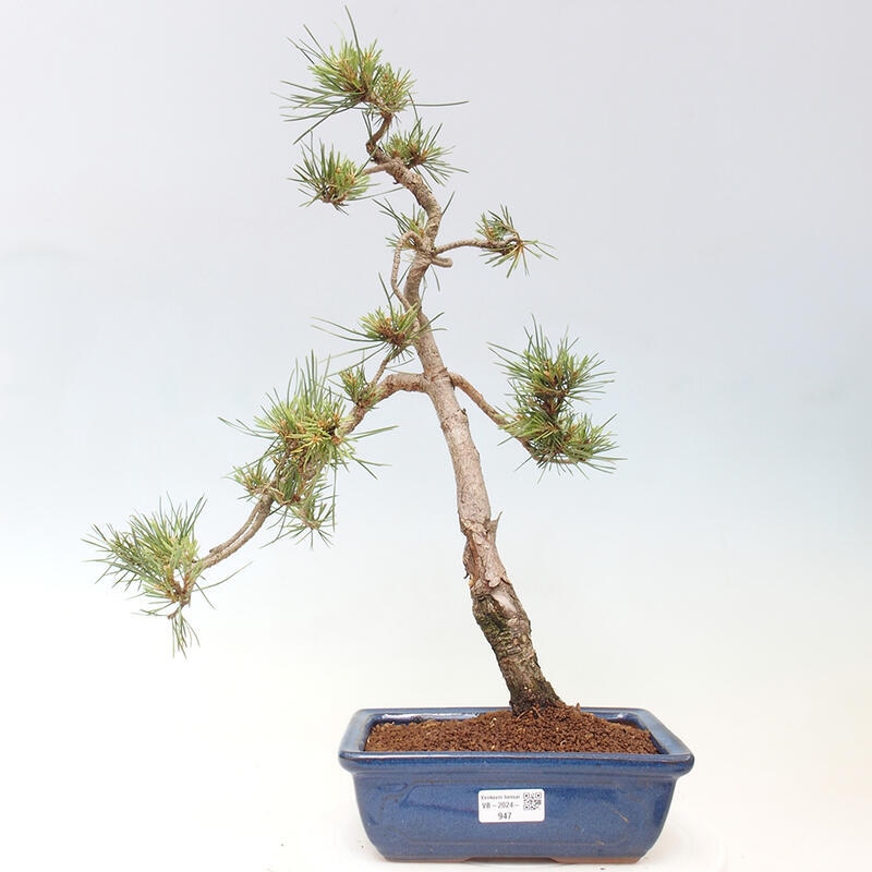 Vonkajšie bonsai - Pinus Sylvestris - Borovica lesná