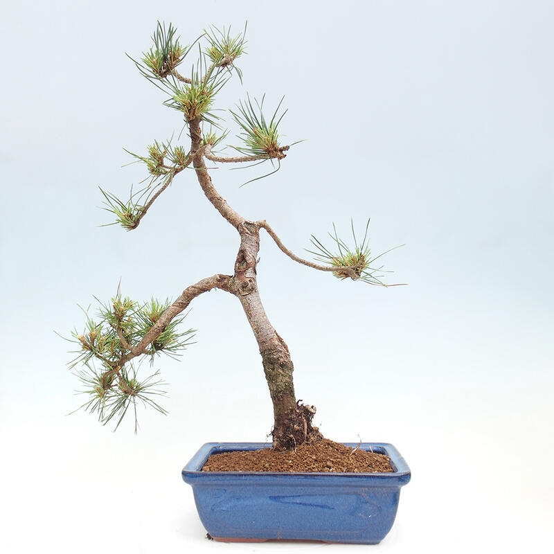 Vonkajšie bonsai - Pinus Sylvestris - Borovica lesná