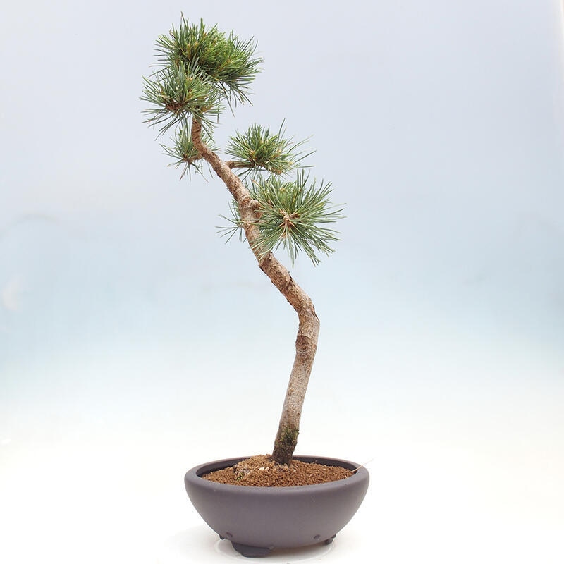 Vonkajšie bonsai - Pinus Sylvestris - Borovica lesná