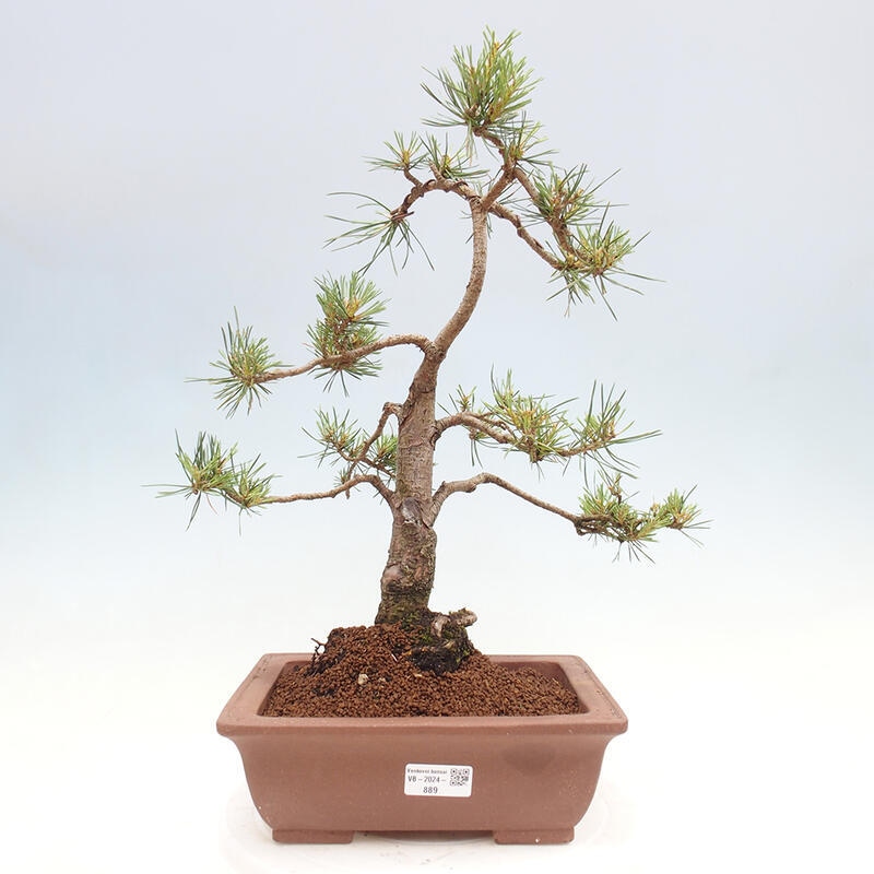 Vonkajšie bonsai - Pinus Sylvestris - Borovica lesná