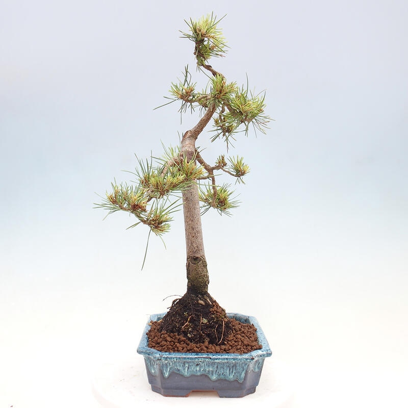 Vonkajšie bonsai - Pinus Sylvestris - Borovica lesná
