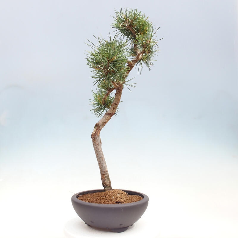 Vonkajšie bonsai - Pinus Sylvestris - Borovica lesná