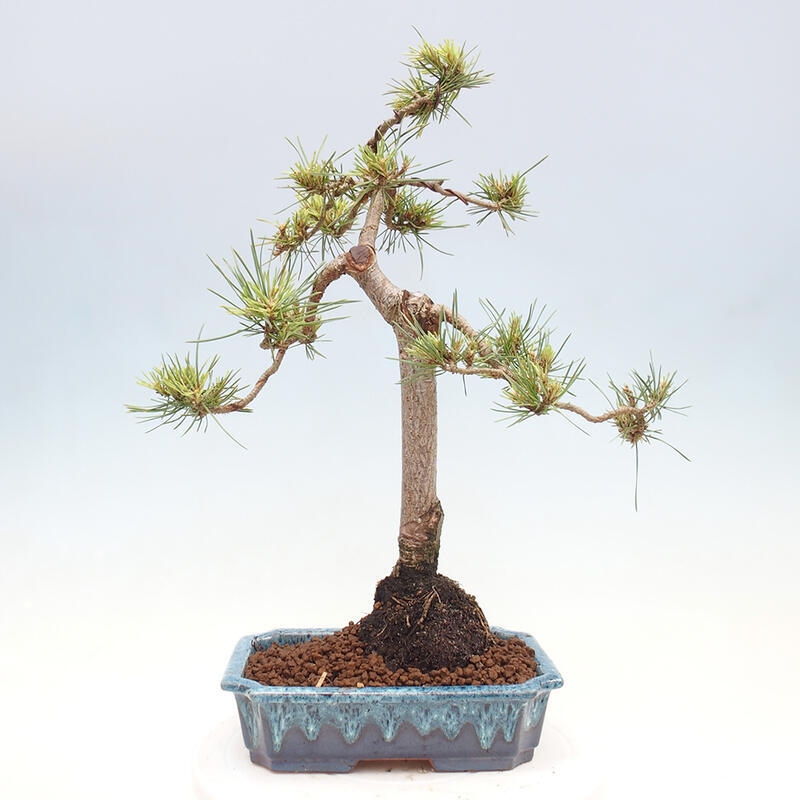 Vonkajšie bonsai - Pinus Sylvestris - Borovica lesná