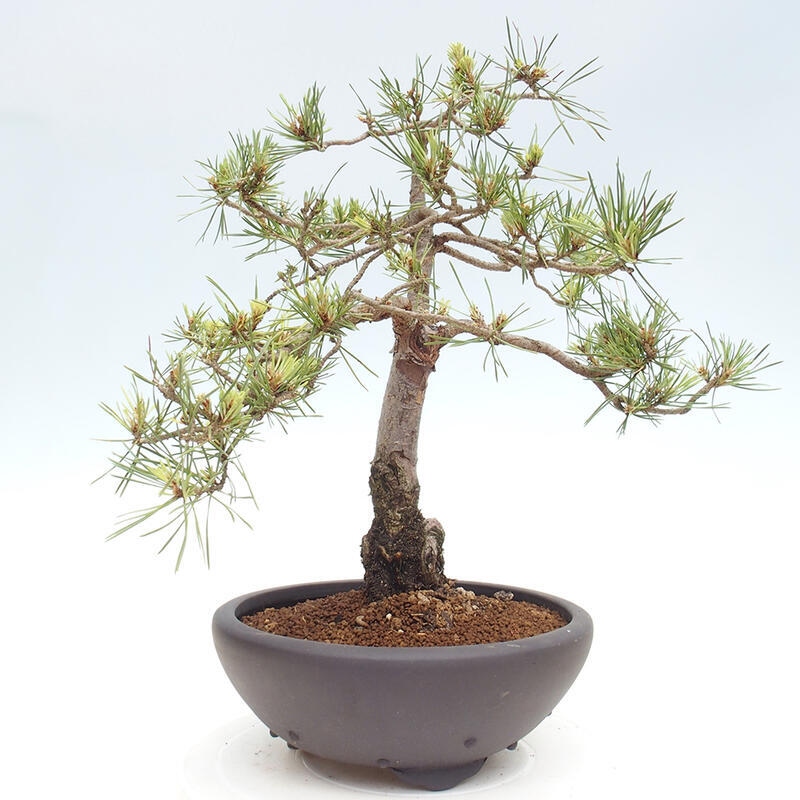 Vonkajšie bonsai - Pinus Sylvestris - Borovica lesná