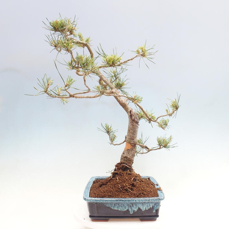 Vonkajšie bonsai - Pinus Sylvestris - Borovica lesná