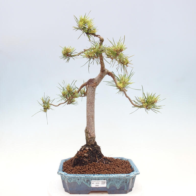 Vonkajšie bonsai - Pinus Sylvestris - Borovica lesná