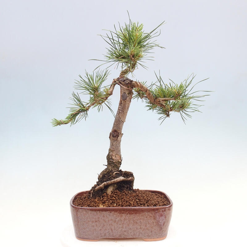 Vonkajšie bonsai - Pinus Sylvestris - Borovica lesná