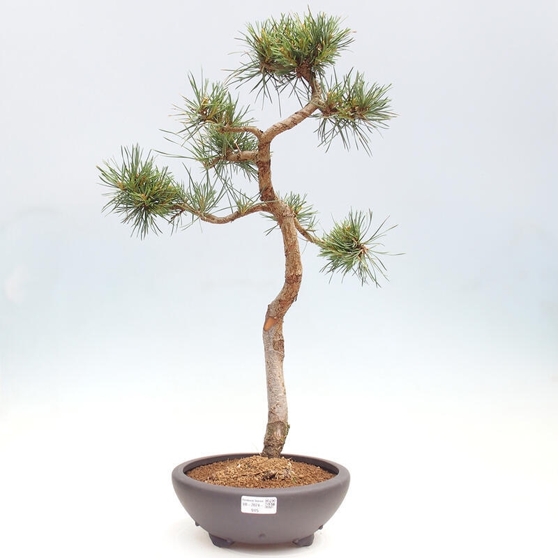 Vonkajšie bonsai - Pinus Sylvestris - Borovica lesná