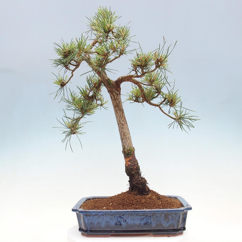 Vonkajšie bonsai - Pinus Sylvestris - Borovica lesná