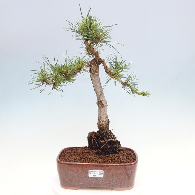 Vonkajšie bonsai - Pinus Sylvestris - Borovica lesná