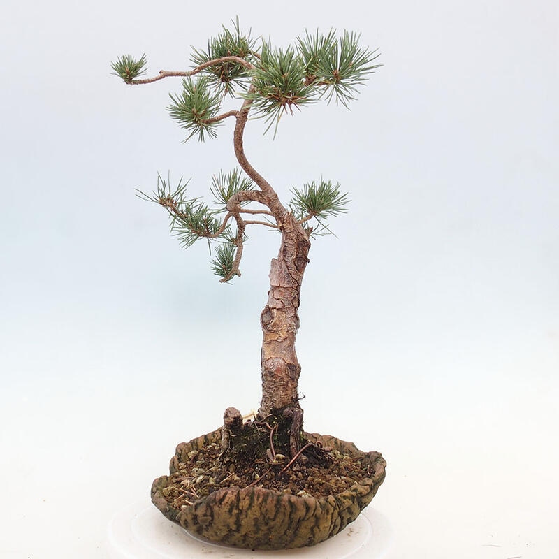 Vonkajšie bonsai - Pinus Sylvestris - Borovica lesná