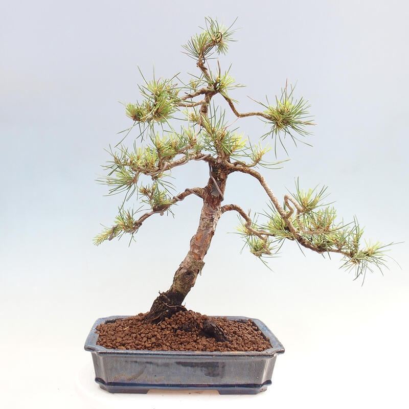 Vonkajšie bonsai - Pinus Sylvestris - Borovica lesná