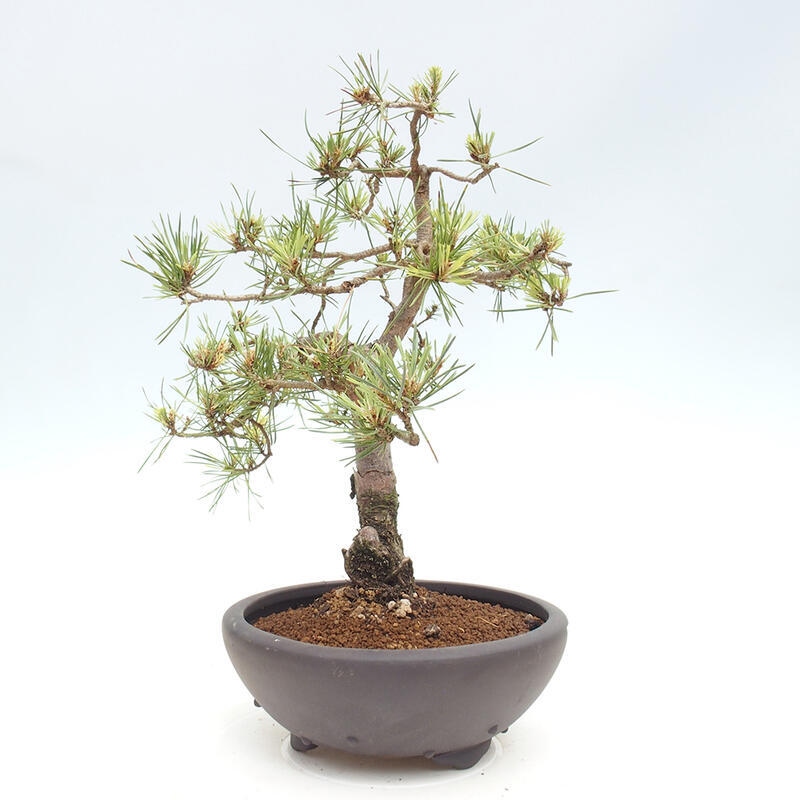 Vonkajšie bonsai - Pinus Sylvestris - Borovica lesná