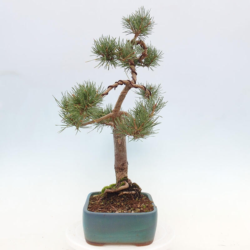 Vonkajšie bonsai - Pinus Sylvestris - Borovica lesná