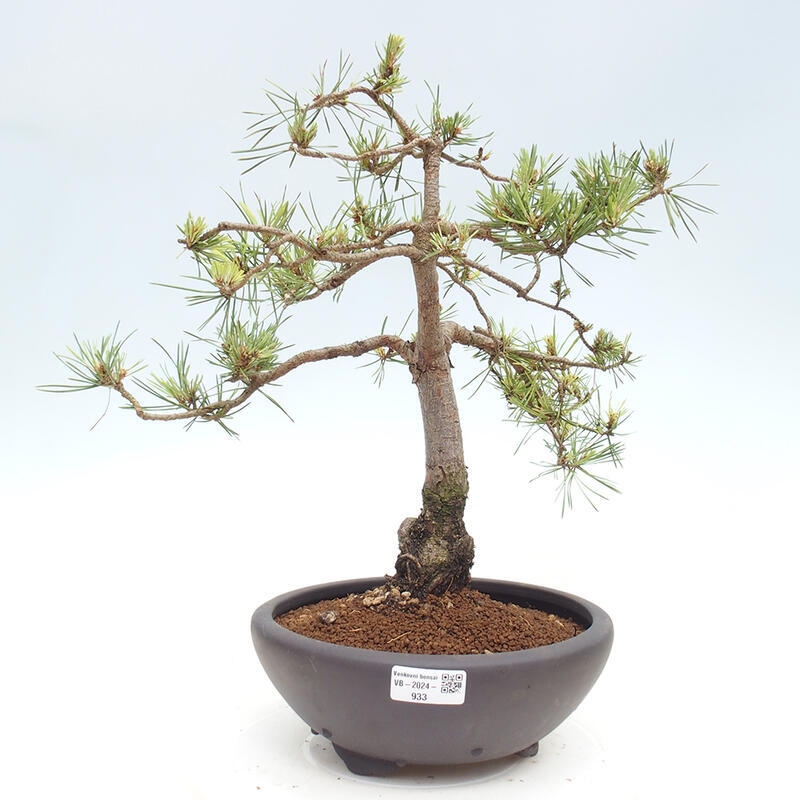 Vonkajšie bonsai - Pinus Sylvestris - Borovica lesná