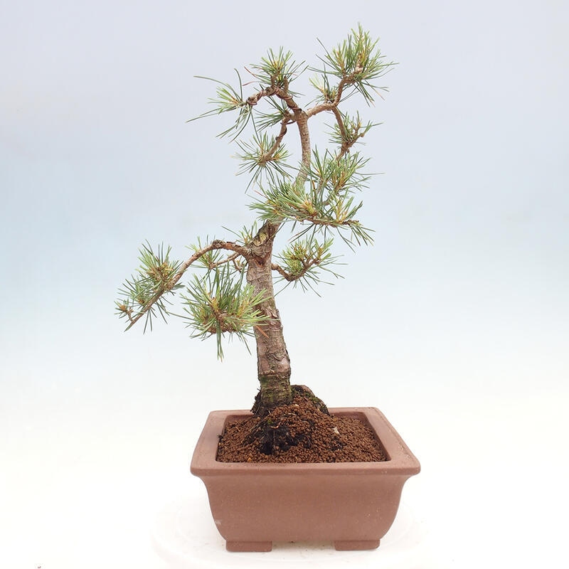 Vonkajšie bonsai - Pinus Sylvestris - Borovica lesná