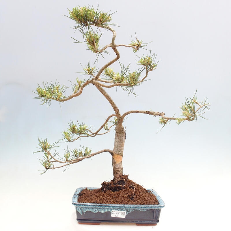 Vonkajšie bonsai - Pinus Sylvestris - Borovica lesná