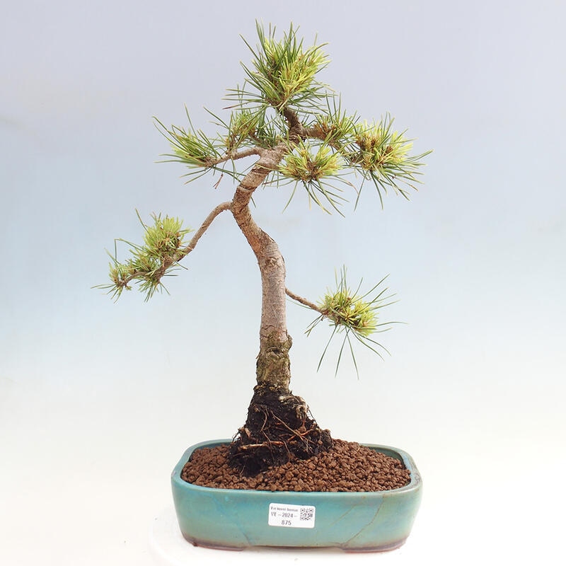 Vonkajšie bonsai - Pinus Sylvestris - Borovica lesná