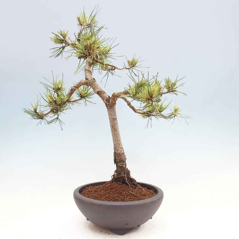 Vonkajšie bonsai - Pinus Sylvestris - Borovica lesná