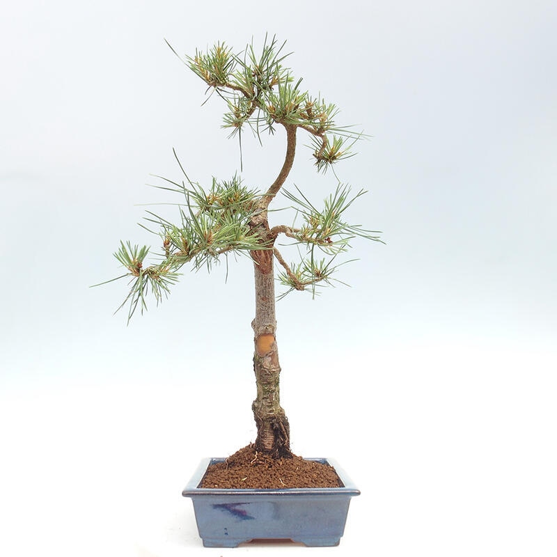 Vonkajšie bonsai - Pinus Sylvestris - Borovica lesná
